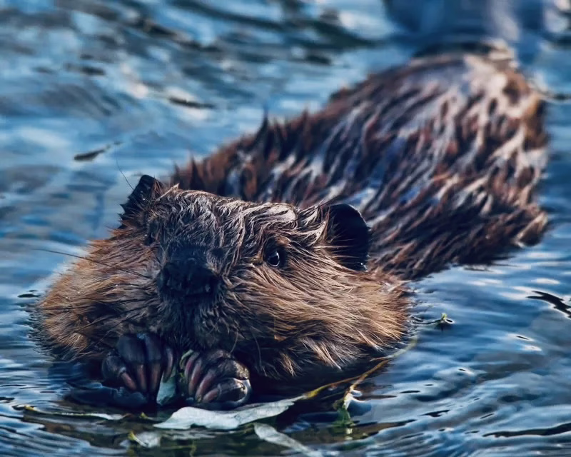 Beaver