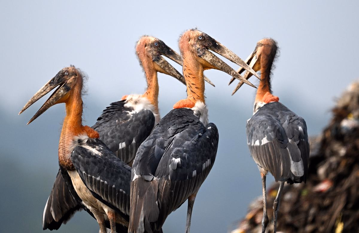Greater Adjutant Stork